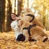 Deux inséparables Golden