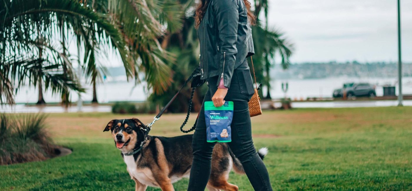 Pourquoi une ou deux promenades par jour changent la vie de votre chien