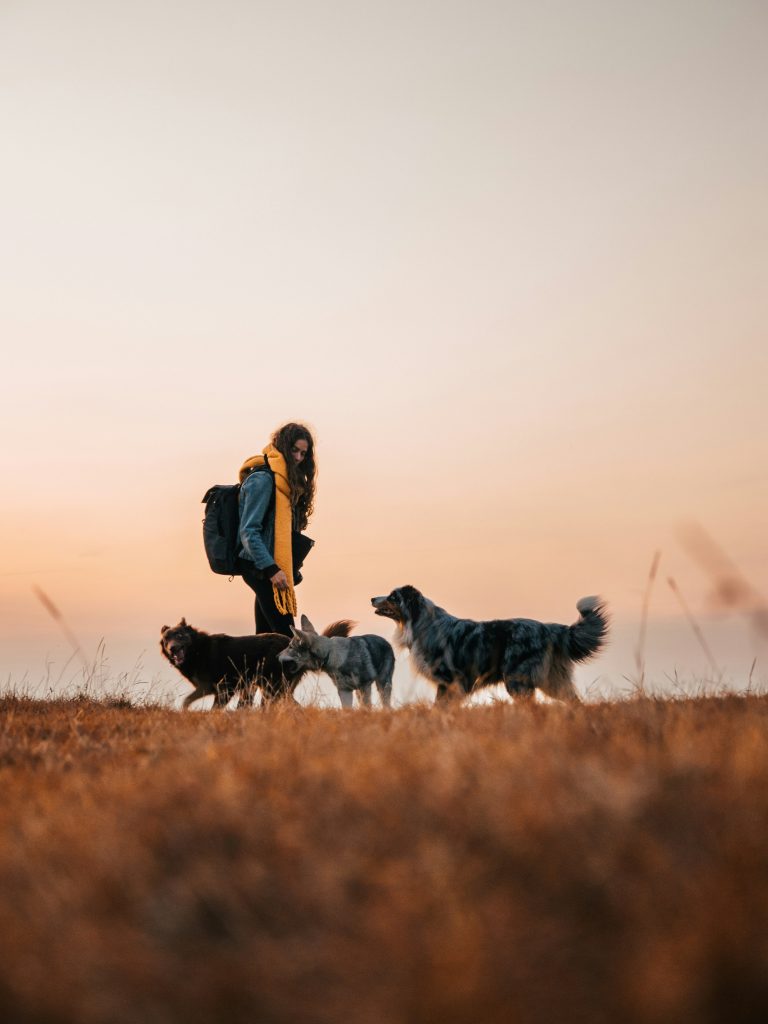 Promenade de chiens en groupe