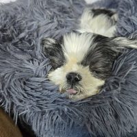 Penny, la petite shih tzu de 17 ans