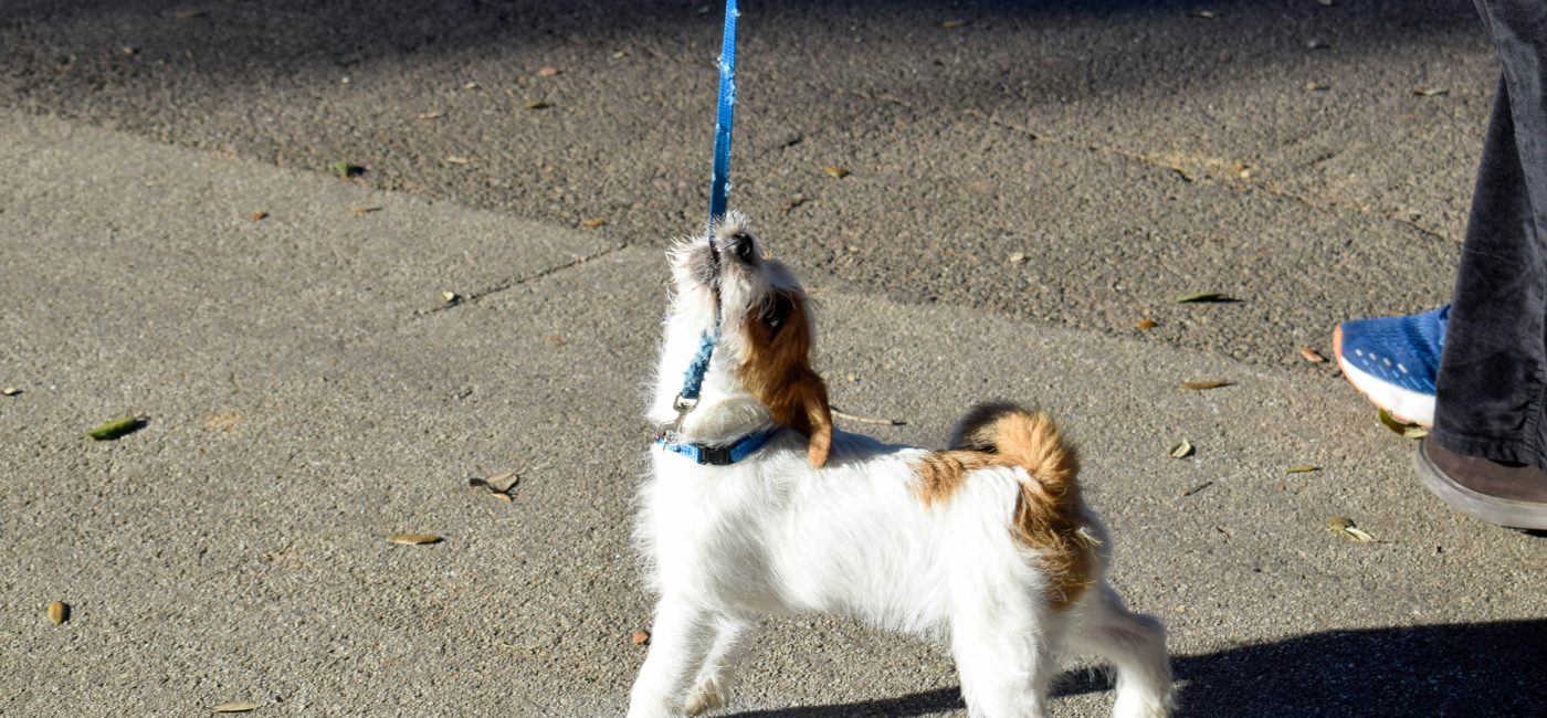 Comment apprendre à un chien à marcher en laisse sans tirer