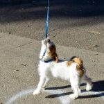 Comment apprendre à un chien à marcher en laisse sans tirer