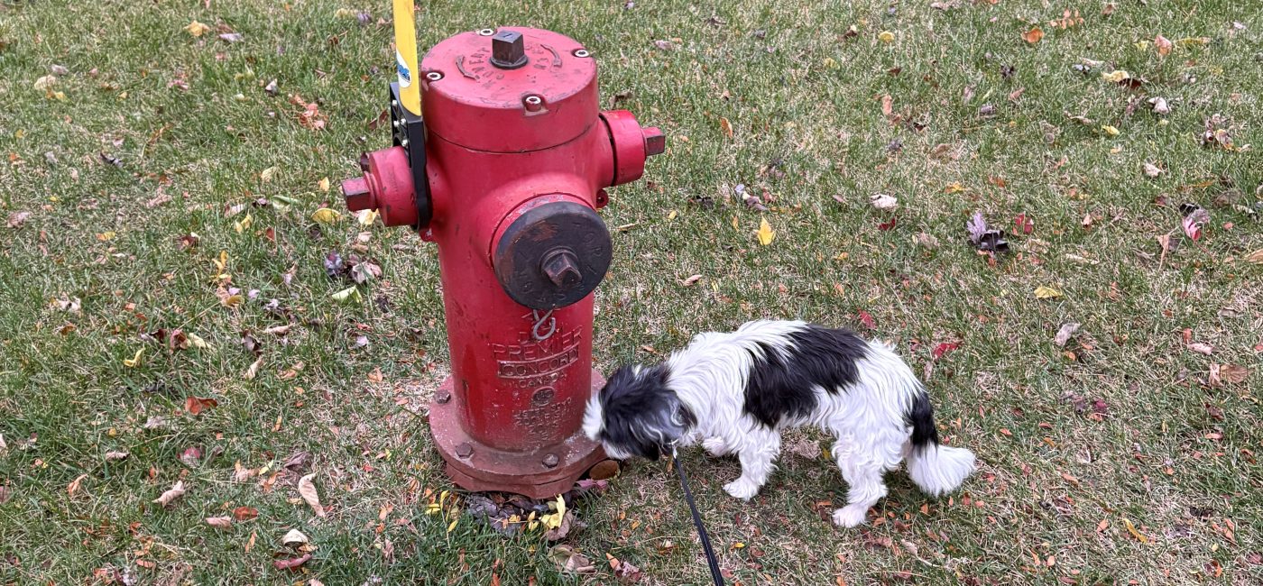 La doyenne des trottoirs : Penny, 17 ans de flair et de bonne humeur