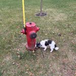 La doyenne des trottoirs : Penny, 17 ans de flair et de bonne humeur