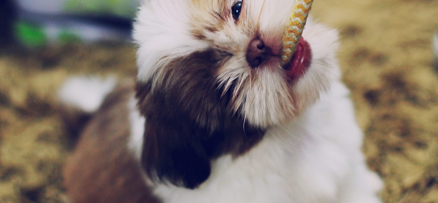 Un chiot qui joue bien, c’est un futur chien heureux